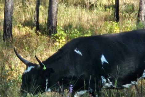 image of cow grazing