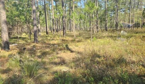 image of forest land