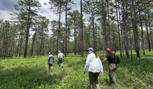 A small group walks through a sunlit pine forest with open grassy groundcover under a partly cloudy sky.