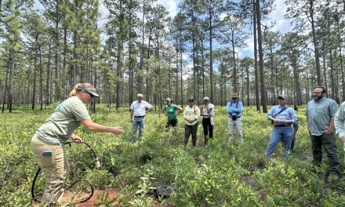A researcher kneels and uses equipment during a demonstration while attendees watch in a pine savanna clearing.
