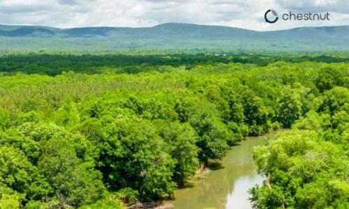 An aerial view of a lush green forest with a winding river cutting through the trees. In the distance, blue-green mountains rise under a cloudy sky. The logo for Chestnut Carbon appears in the upper-right corner.
