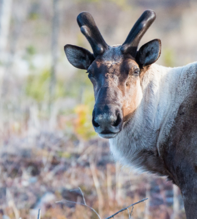 caribou