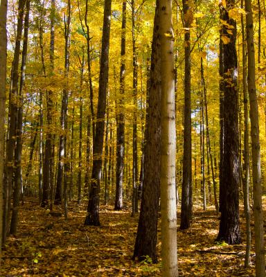 2016_FSC Canada_ The Regional Municipality of York, Ontario, Canada_(c)FSC Canada 30.JPG